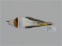 藏品(東方紅胸鴴)的圖片